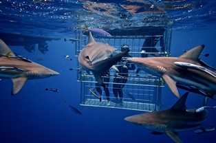 shark cage diving rocky bay