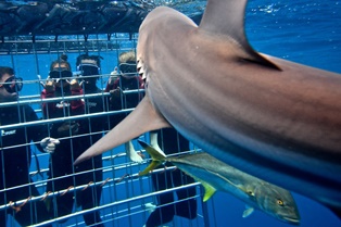 shark cage diving aliwal shoal